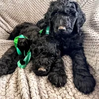 Cole - Temperment Tested, a male Poodle - Standard  for sale in Hartwell, GA – Photo 5 of 10