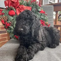 Cole - Temperment Tested, a male Poodle - Standard  for sale in Hartwell, GA – Photo 1 of 10
