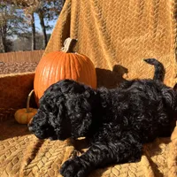 Cole - Temperment Tested, a male Poodle - Standard  for sale in Hartwell, GA – Photo 2 of 10