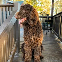Cole - Temperment Tested, a male Poodle - Standard  for sale in Hartwell, GA – Photo 6 of 10
