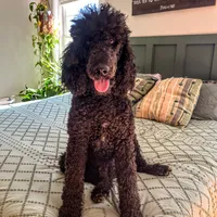 Cole - Temperment Tested, a male Poodle - Standard  for sale in Hartwell, GA – Photo 3 of 10