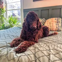 Cole - Temperment Tested, a male Poodle - Standard  for sale in Hartwell, GA – Photo 7 of 10