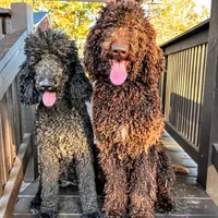 Cole - Temperment Tested, a male Poodle - Standard  for sale in Hartwell, GA – Photo 8 of 10