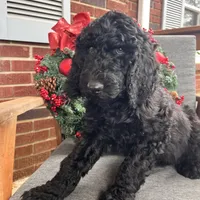 Cole - Temperment Tested, a male Poodle - Standard  for sale in Hartwell, GA – Photo 10 of 10
