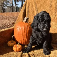 Cole - Temperment Tested, a male Poodle - Standard  for sale in Hartwell, GA – Photo 4 of 10