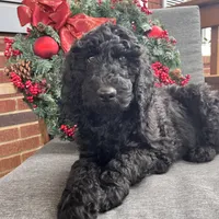 Cole - Temperment Tested, a male Poodle - Standard  for sale in Hartwell, GA – Photo 9 of 10