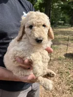 Female cream, a female Poodle - Standard  for sale in Hartwell, GA – 7 of 8