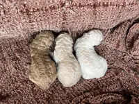Female cream, a female Poodle - Standard  for sale in Hartwell, GA – Photo 4 of 5