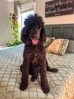 Female cream, a female Poodle - Standard  for sale in Hartwell, GA – Photo 3 of 5