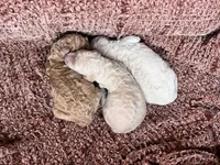 Female cream, a female Poodle - Standard  for sale in Hartwell, GA – Photo 5 of 5