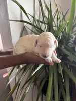 Female cream, a female Poodle - Standard  for sale in Hartwell, GA – Photo 2 of 5