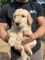 Female cream, a female Poodle - Standard  for sale in Hartwell, GA – 6 of 8