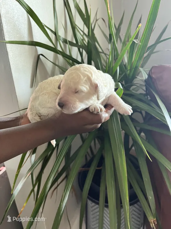 Female cream – Poodle - Standard  puppy for sale in Hartwell, GA