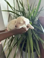 Female cream, a female Poodle - Standard  for sale in Hartwell, GA – Photo 1 of 5