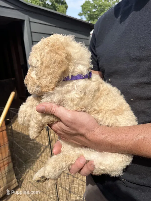 Female cream – Poodle - Standard  puppy for sale in Hartwell, GA
