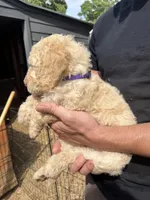 Female cream, a female Poodle - Standard  for sale in Hartwell, GA – 1 of 8