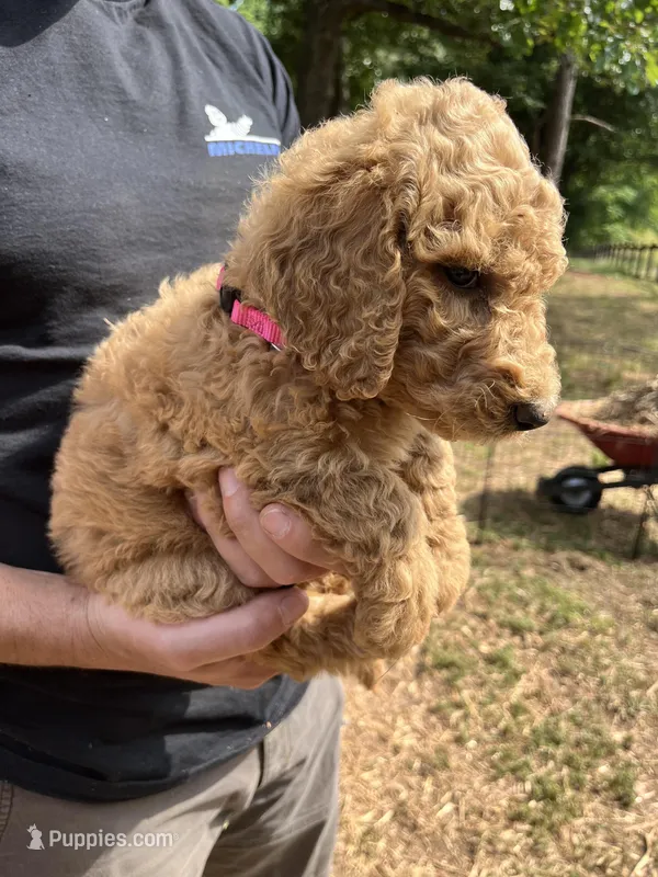 Goldilocks, a female Poodle - Standard  for sale in Hartwell, GA – 1 of 7