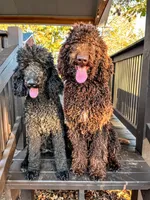 Goldilocks, a female Poodle - Standard  for sale in Hartwell, GA – Photo 6 of 6