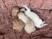Goldilocks, a female Poodle - Standard  for sale in Hartwell, GA – 3 of 7