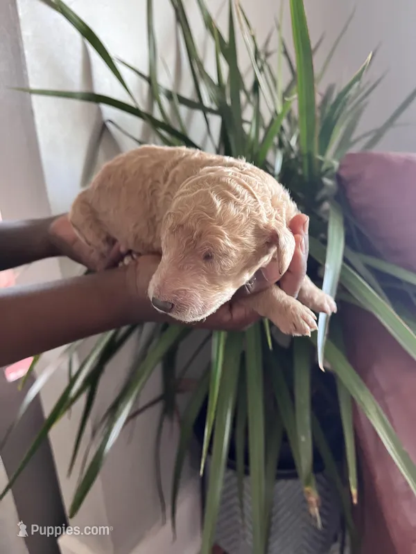 Goldilocks – Poodle - Standard  puppy for sale in Hartwell, GA