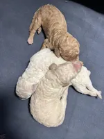 Goldilocks, a female Poodle - Standard  for sale in Hartwell, GA – Photo 1 of 6