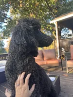 Goldilocks, a female Poodle - Standard  for sale in Hartwell, GA – Photo 4 of 6
