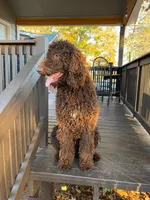 Goldilocks, a female Poodle - Standard  for sale in Hartwell, GA – Photo 2 of 6