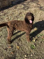 Goldilocks, a female Poodle - Standard  for sale in Hartwell, GA – Photo 5 of 6