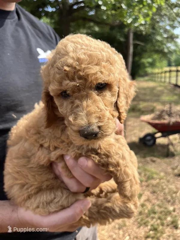 Goldilocks – Poodle - Standard  puppy for sale in Hartwell, GA