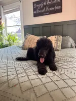 Goldilocks, a female Poodle - Standard  for sale in Hartwell, GA – Photo 3 of 6