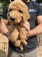 Goldilocks, a female Poodle - Standard  for sale in Hartwell, GA – 7 of 7