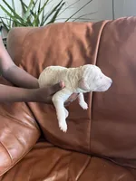 White female, a female Poodle - Standard  for sale in Hartwell, GA – Photo 2 of 5