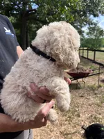 White female, a female Poodle - Standard  for sale in Hartwell, GA – 6 of 10