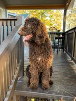 White female, a female Poodle - Standard  for sale in Hartwell, GA – 8 of 10
