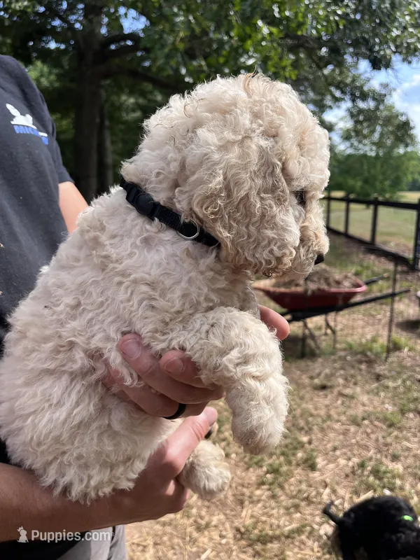 White female – Poodle - Standard  puppy for sale in Hartwell, GA