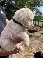 White female, a female Poodle - Standard  for sale in Hartwell, GA – 1 of 10