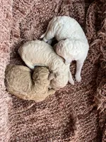 White female, a female Poodle - Standard  for sale in Hartwell, GA – Photo 3 of 5