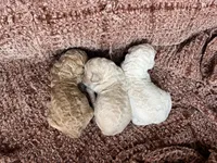 White female, a female Poodle - Standard  for sale in Hartwell, GA – Photo 4 of 5