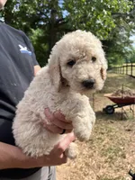 White female, a female Poodle - Standard  for sale in Hartwell, GA – 7 of 10