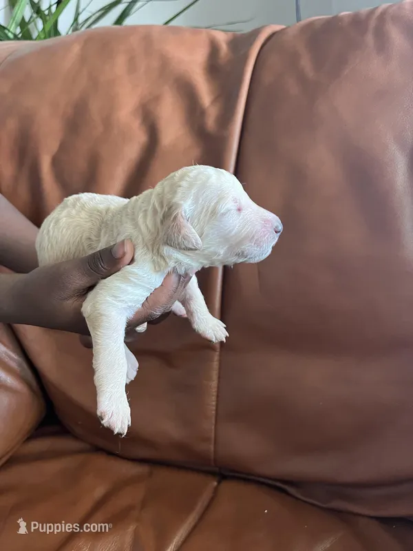 White female – Poodle - Standard  puppy for sale in Hartwell, GA