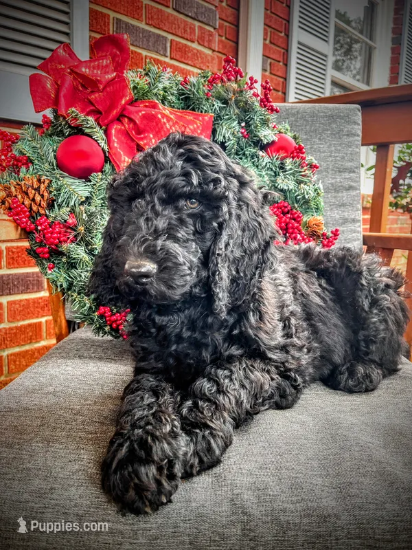 Ginger Ale - Temperment Tested – Poodle - Standard  puppy for sale in Hartwell, GA