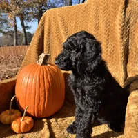 Ginger Ale - Temperment Tested, a male Poodle - Standard  for sale in Hartwell, GA – Photo 2 of 9