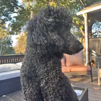 Ginger Ale - Temperment Tested, a male Poodle - Standard  for sale in Hartwell, GA – Photo 7 of 9