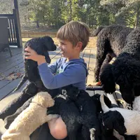 Ginger Ale - Temperment Tested, a male Poodle - Standard  for sale in Hartwell, GA – Photo 8 of 9