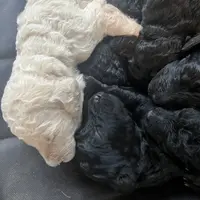 Ginger Ale - Temperment Tested, a male Poodle - Standard  for sale in Hartwell, GA – Photo 5 of 9