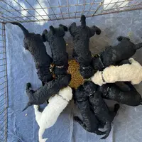 Ginger Ale - Temperment Tested, a male Poodle - Standard  for sale in Hartwell, GA – Photo 6 of 9