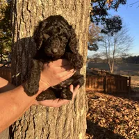 Ginger Ale - Temperment Tested, a male Poodle - Standard  for sale in Hartwell, GA – Photo 3 of 9