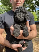 Black male , a male Poodle - Standard  for sale in Hartwell, GA – 8 of 10