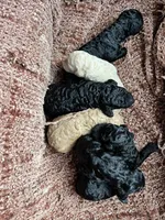 Black male , a male Poodle - Standard  for sale in Hartwell, GA – Photo 4 of 4