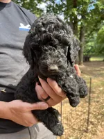 Black male , a male Poodle - Standard  for sale in Hartwell, GA – 5 of 10